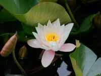 Insekt auf Seerose im Botanischen Garten